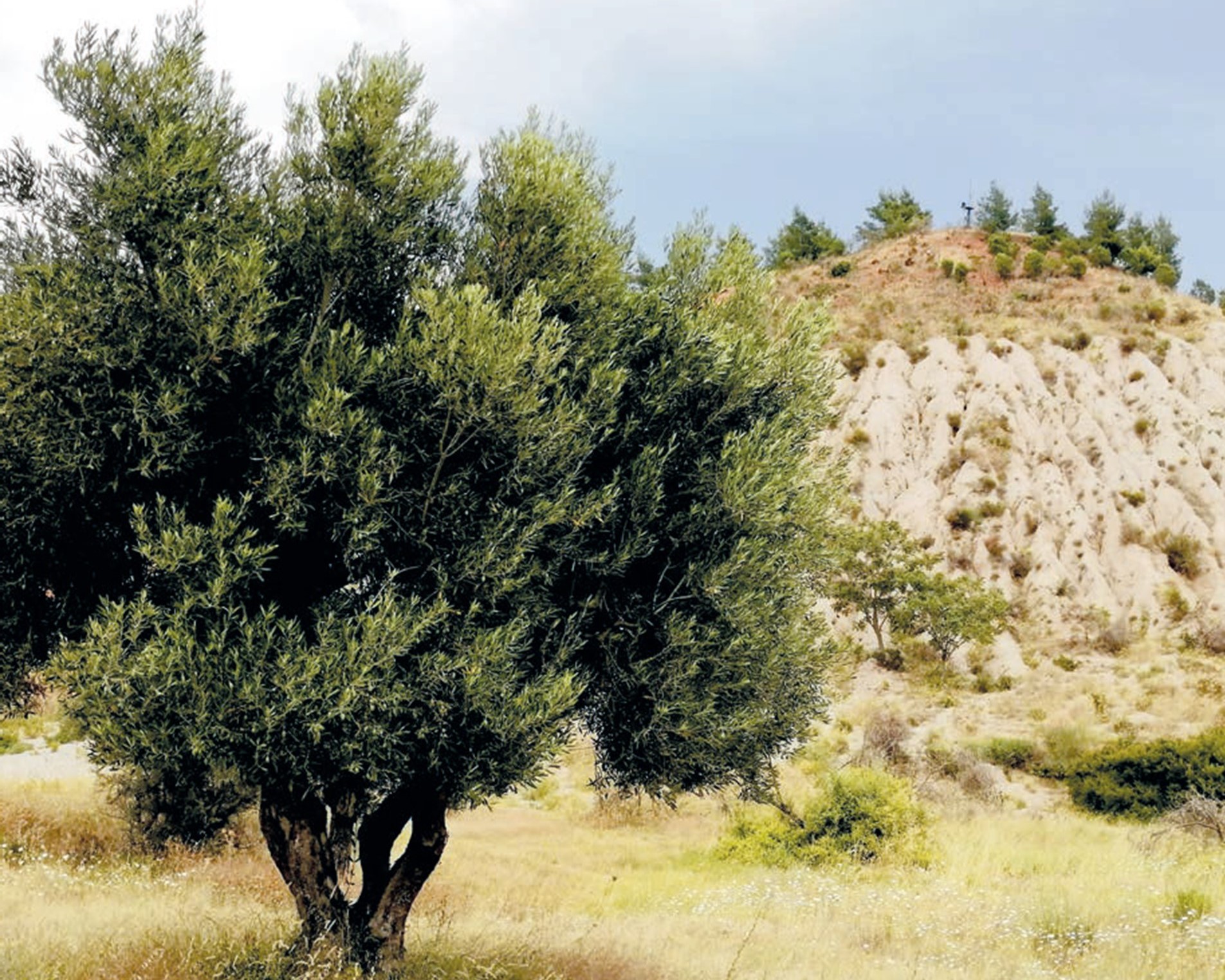 Olive trees cultivation in Grecian Magnesite Yerakini mines & works