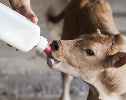 calf milk